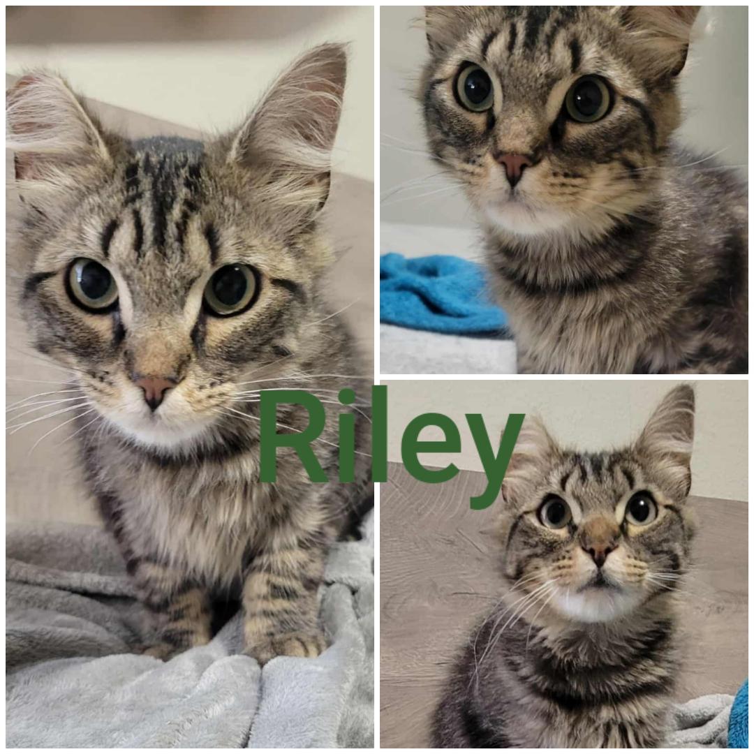 Riley, an adoptable Domestic Long Hair in Yakima, WA, 98908 | Photo Image 1