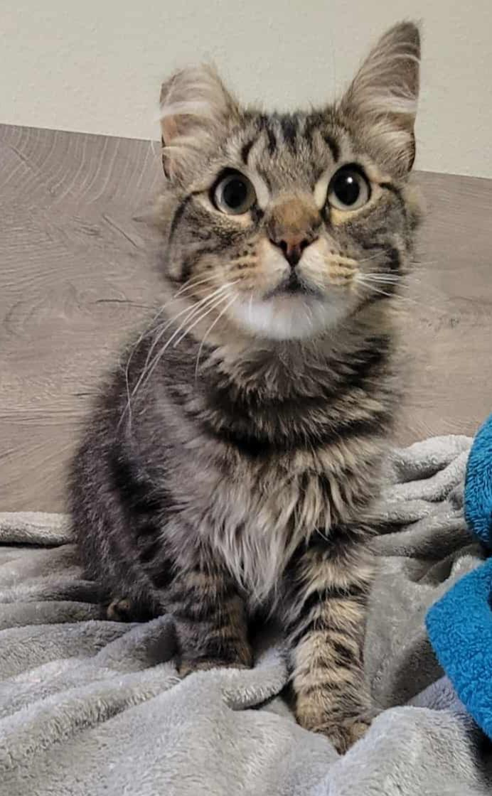 Riley, an adoptable Domestic Long Hair in Yakima, WA, 98908 | Photo Image 2