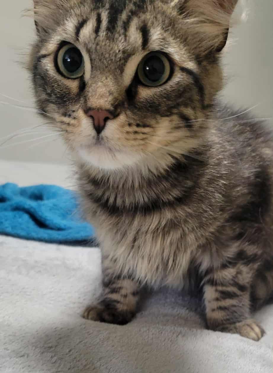 Riley, an adoptable Domestic Long Hair in Yakima, WA, 98908 | Photo Image 4