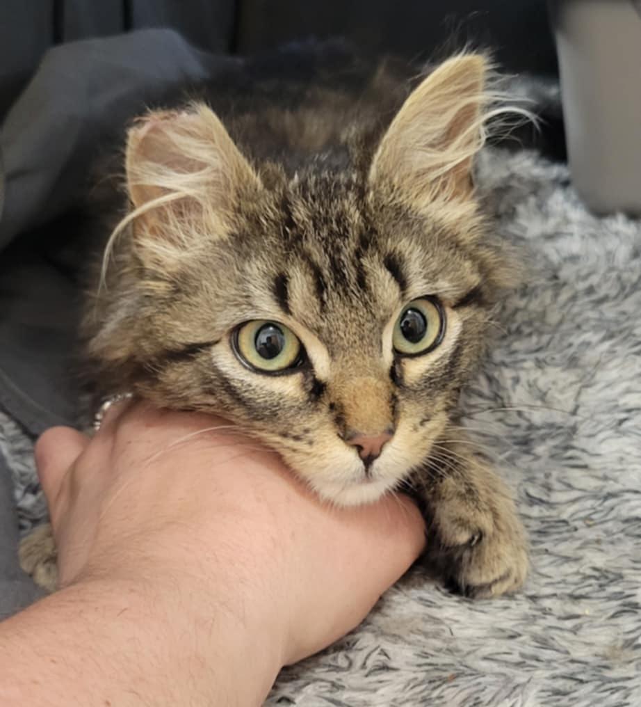 Riley, an adoptable Domestic Long Hair in Yakima, WA, 98908 | Photo Image 6