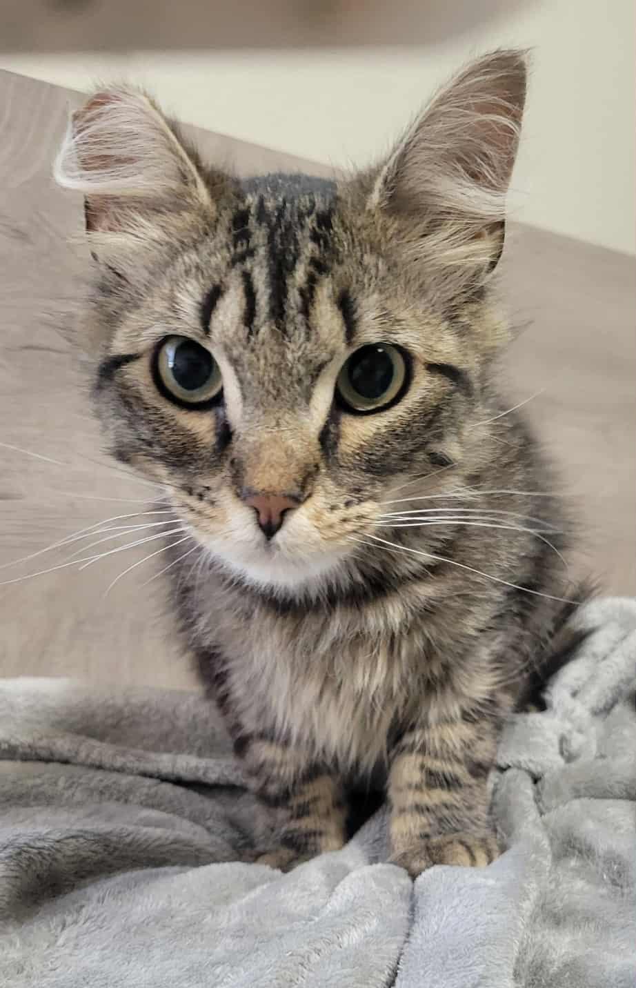Riley, an adoptable Domestic Long Hair in Yakima, WA, 98908 | Photo Image 3