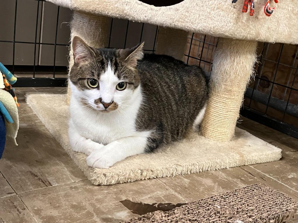 Fillip, Adoptable, Adult Male Domestic Short Hair.