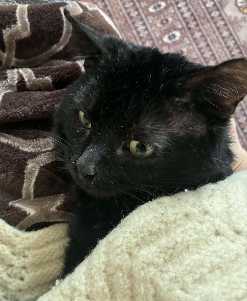 Enlarge Ned - FIV+, a Adoptable Domestic Short Hair in Homer Glen, IL image 1/2