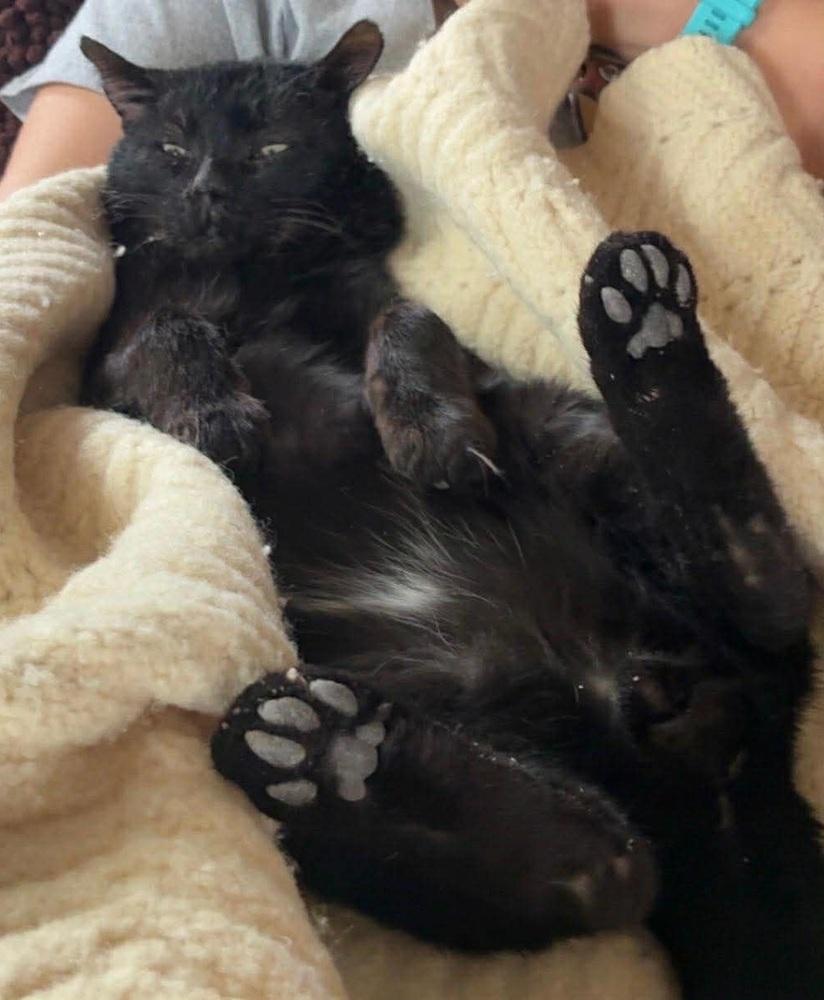 Enlarge Ned - FIV+, a Adoptable Domestic Short Hair in Homer Glen, IL image 2/2