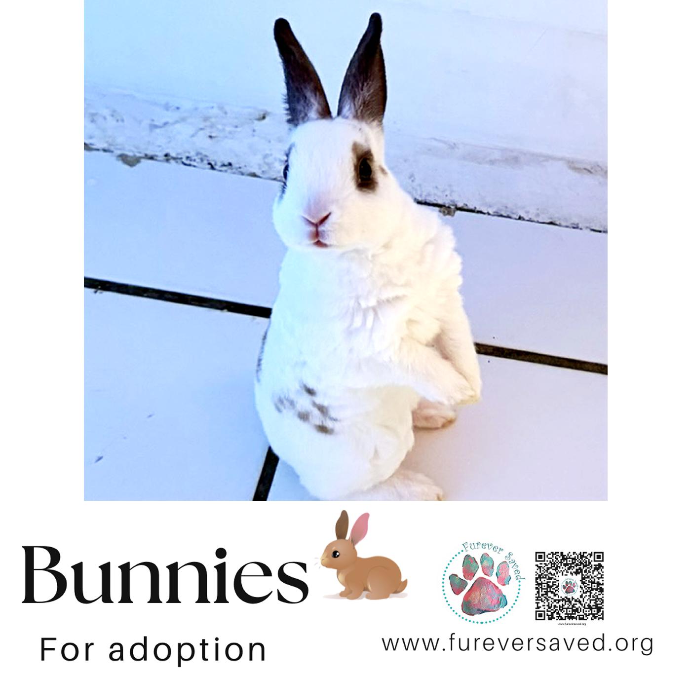 Enlarge Rabbits for Adoption , a ADOPTABLE American in Miami, FL image 3/6