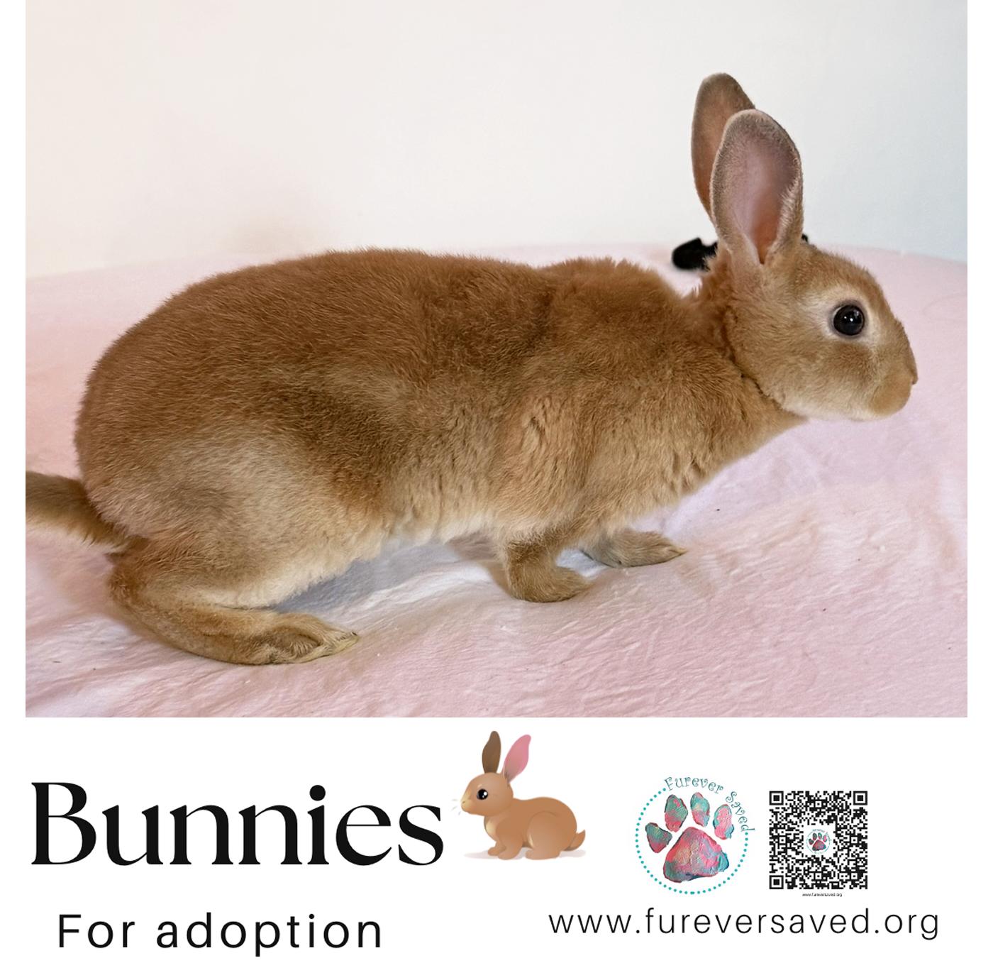 Enlarge Rabbits for Adoption , a ADOPTABLE American in Miami, FL image 2/6