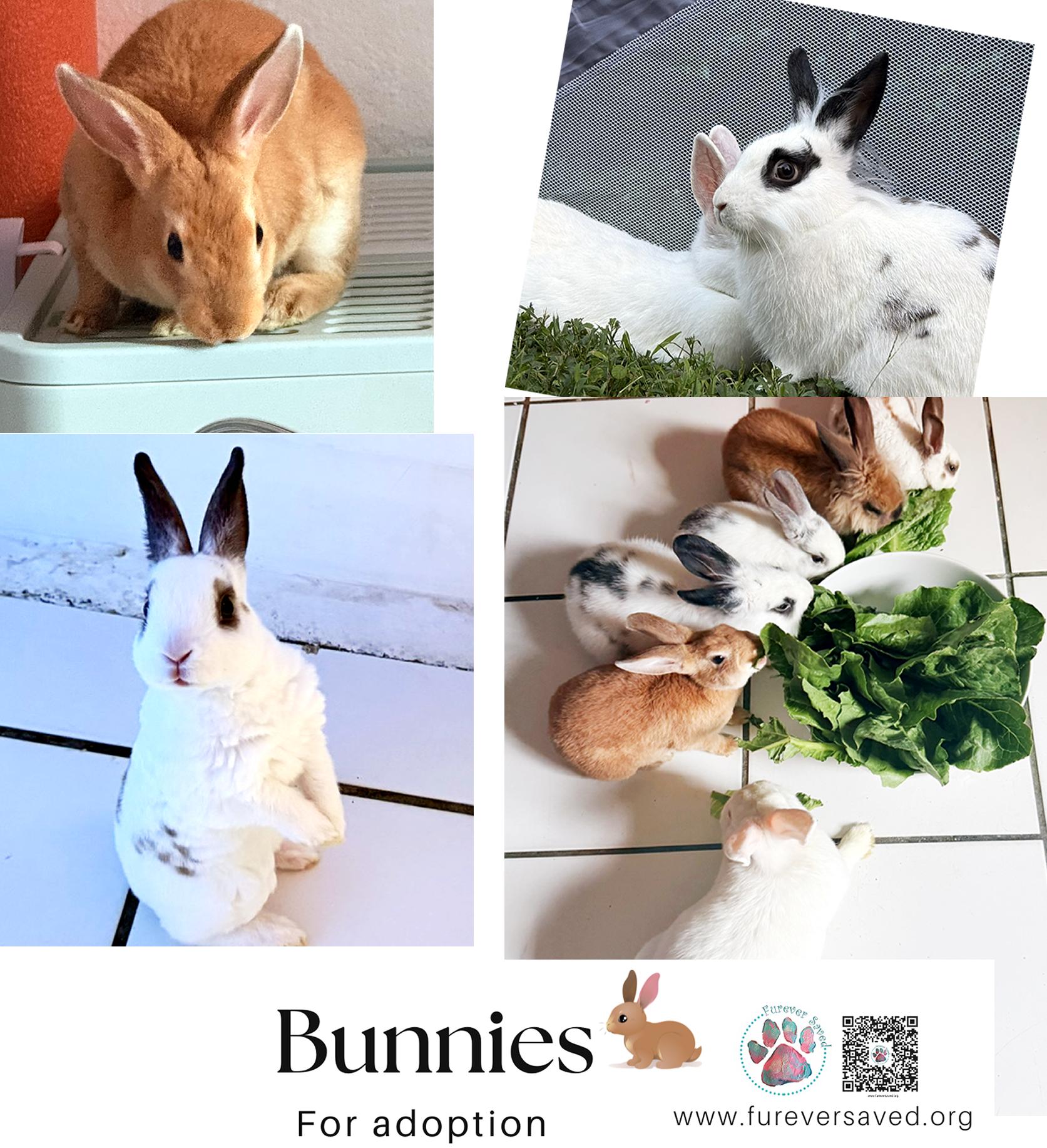 Enlarge Rabbits for Adoption , a ADOPTABLE American in Miami, FL image 1/6