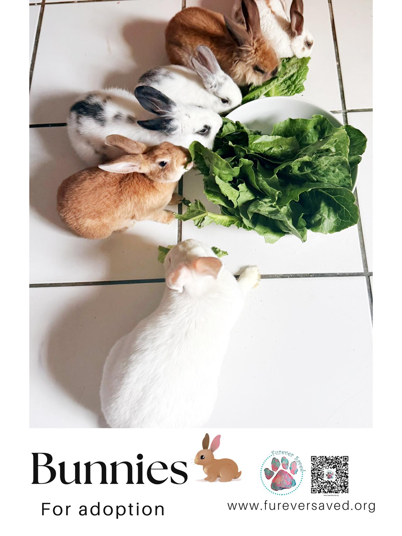 Enlarge Rabbits for Adoption , a ADOPTABLE American in Miami, FL image 4/6