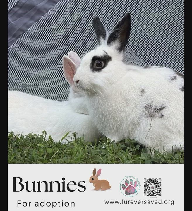 Enlarge Rabbits for Adoption , a ADOPTABLE American in Miami, FL video 6/6