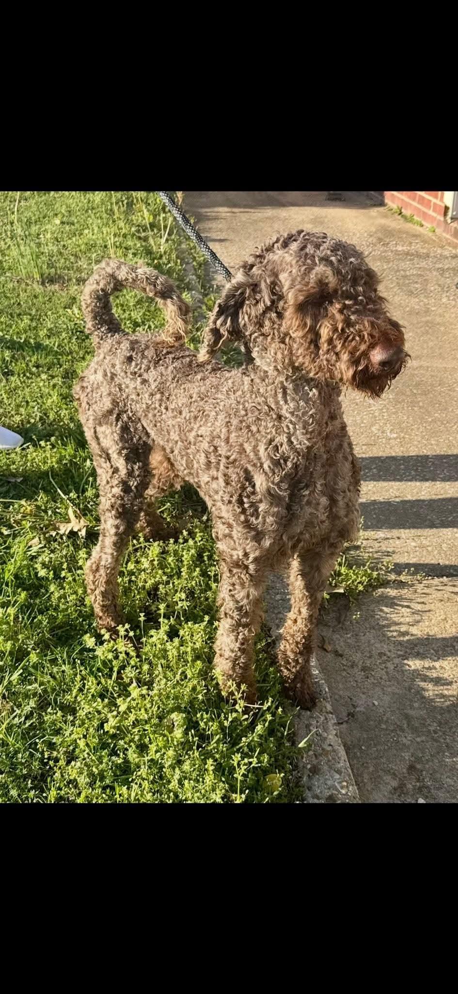Thatcher (Scott-Fostered in TN), Adult Male unknown