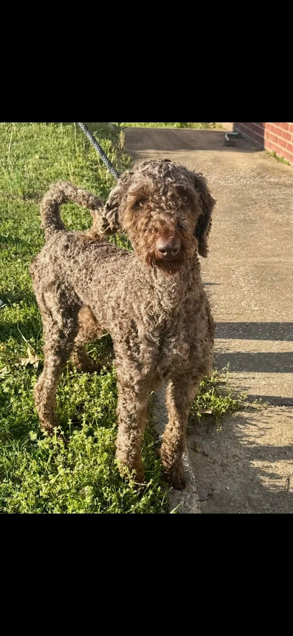 Thatcher (Scott-Fostered in TN), an adoptable Labradoodle in Brighton, TN, 38011 | Photo Image 2