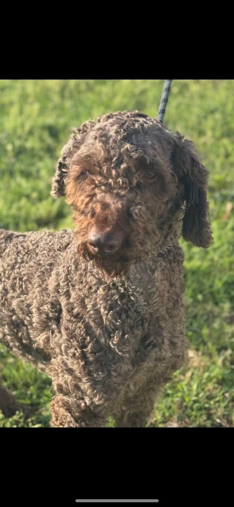 Thatcher (Scott-Fostered in TN), an adoptable Labradoodle in Brighton, TN, 38011 | Photo Image 5