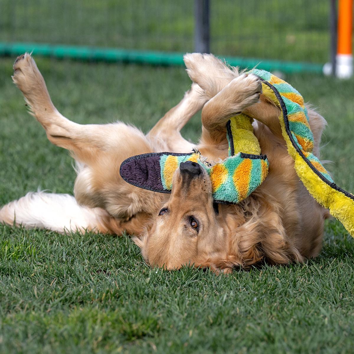 Raymond, a ADOPTABLE Golden Retriever in Elverta, CA image 2/2