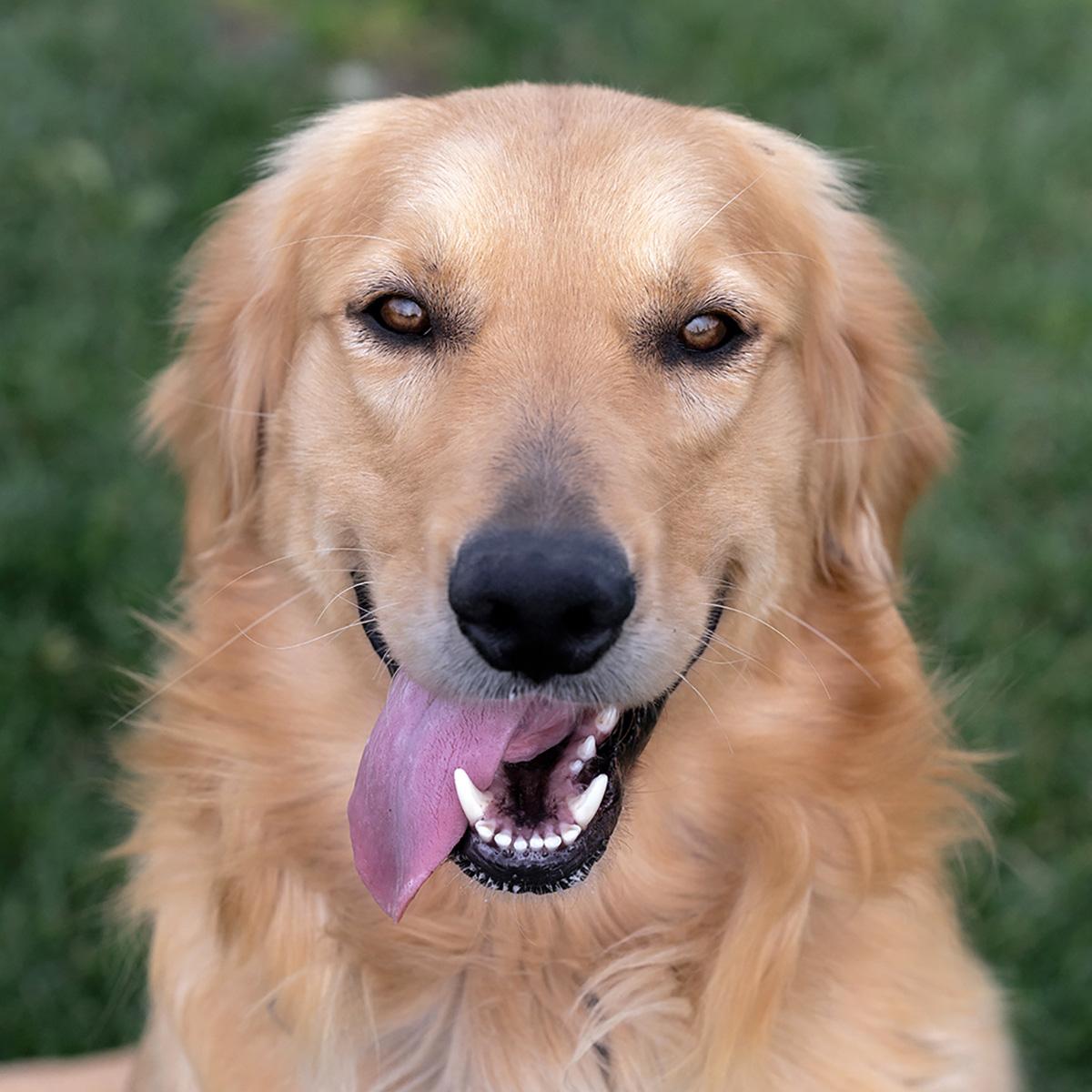 Raymond, ADOPTABLE, Adult Male Golden Retriever.
