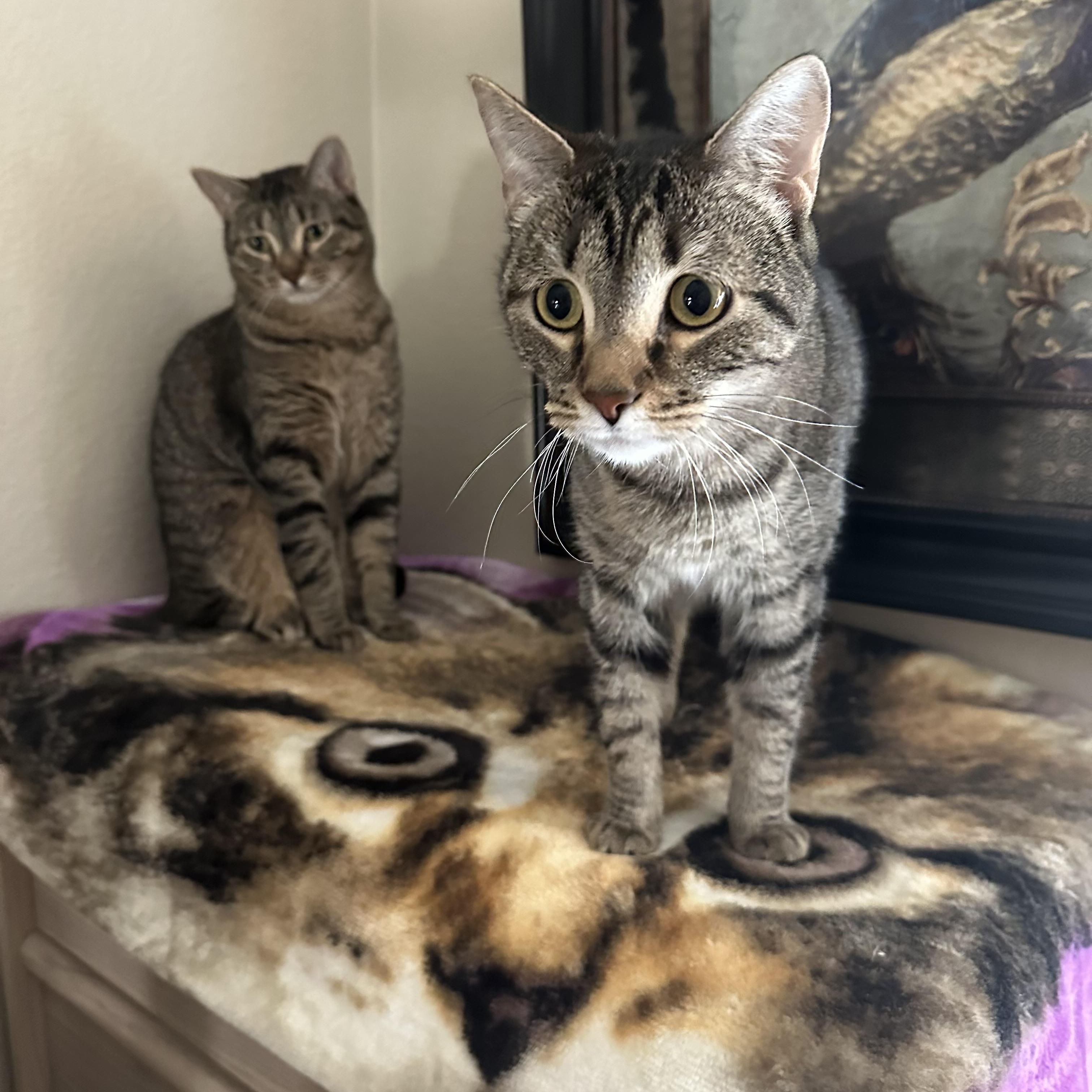 Enlarge Tommy & Timmy, a Adoptable mixed breed in Parker, TX image 1/6