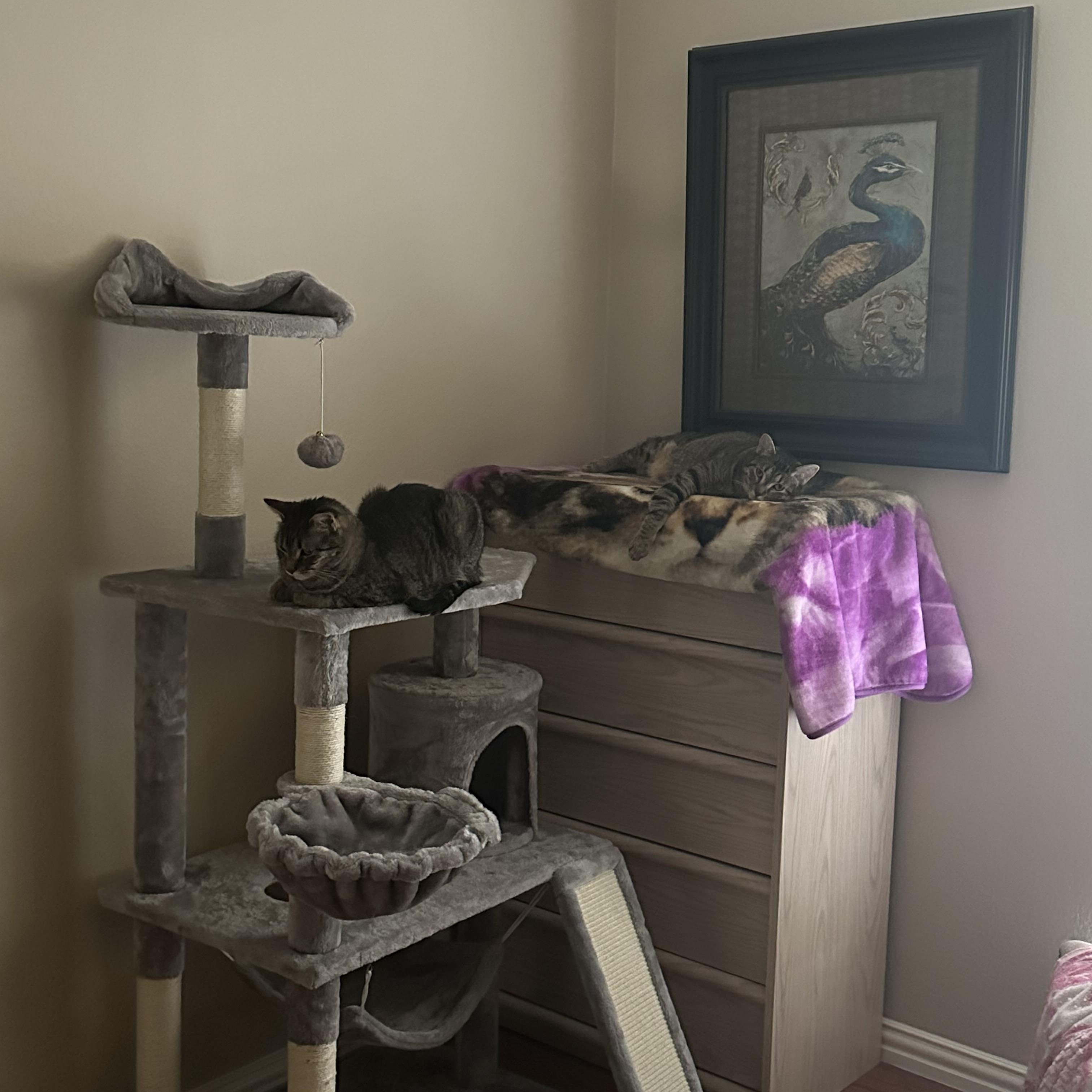 Enlarge Tommy & Timmy, a Adoptable mixed breed in Parker, TX image 2/6