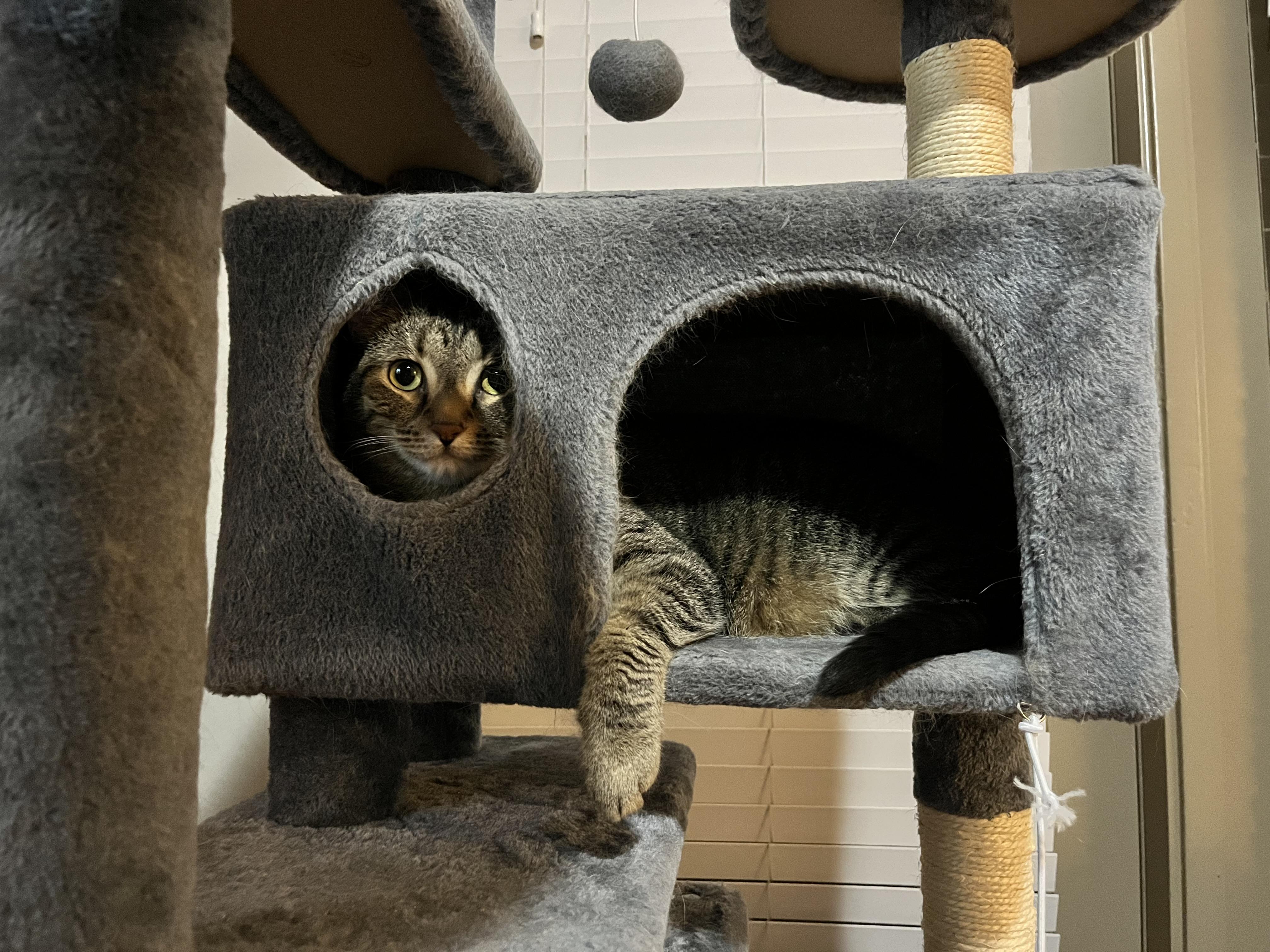 Enlarge Tommy & Timmy, a Adoptable mixed breed in Parker, TX image 3/6