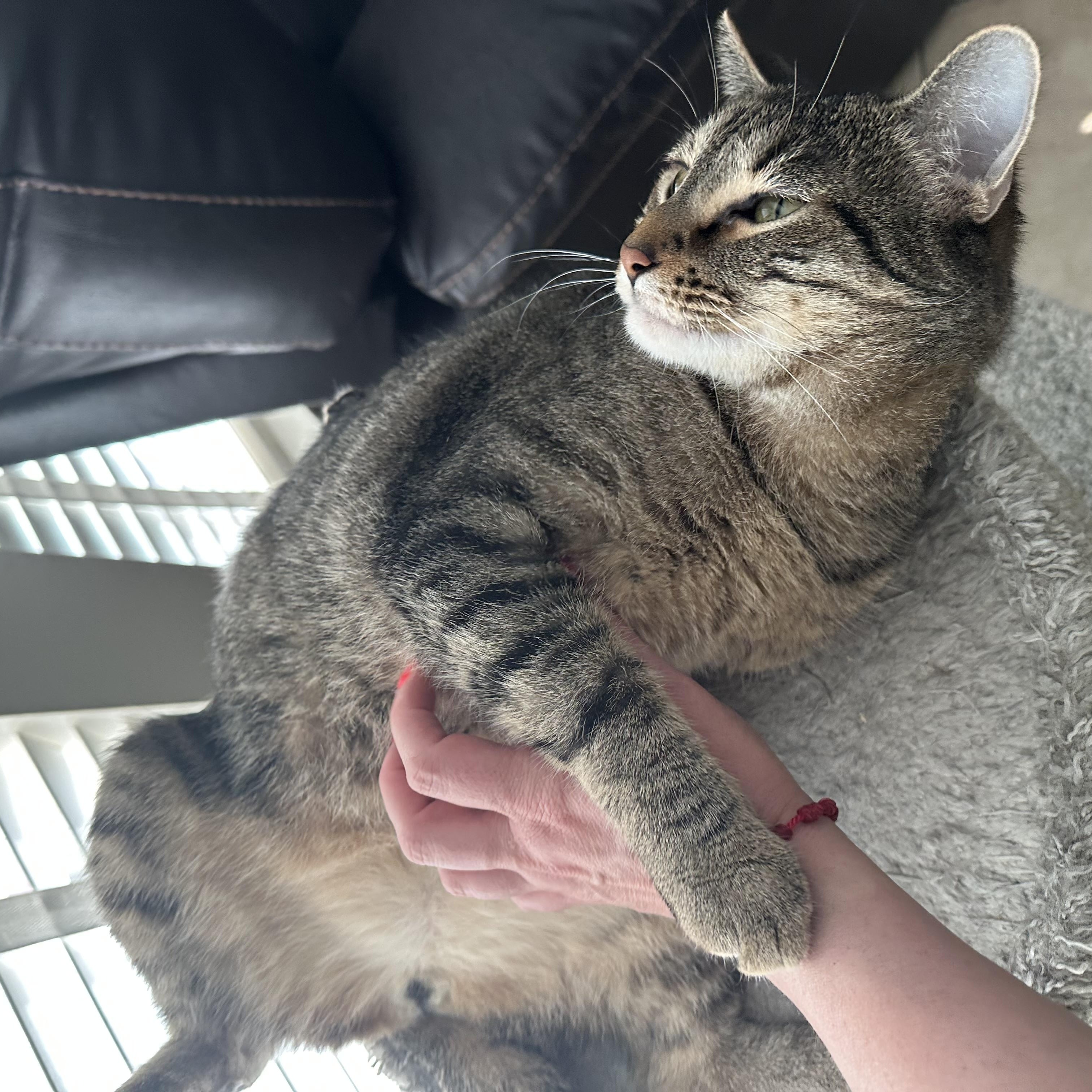 Enlarge Tommy & Timmy, a Adoptable mixed breed in Parker, TX image 5/6