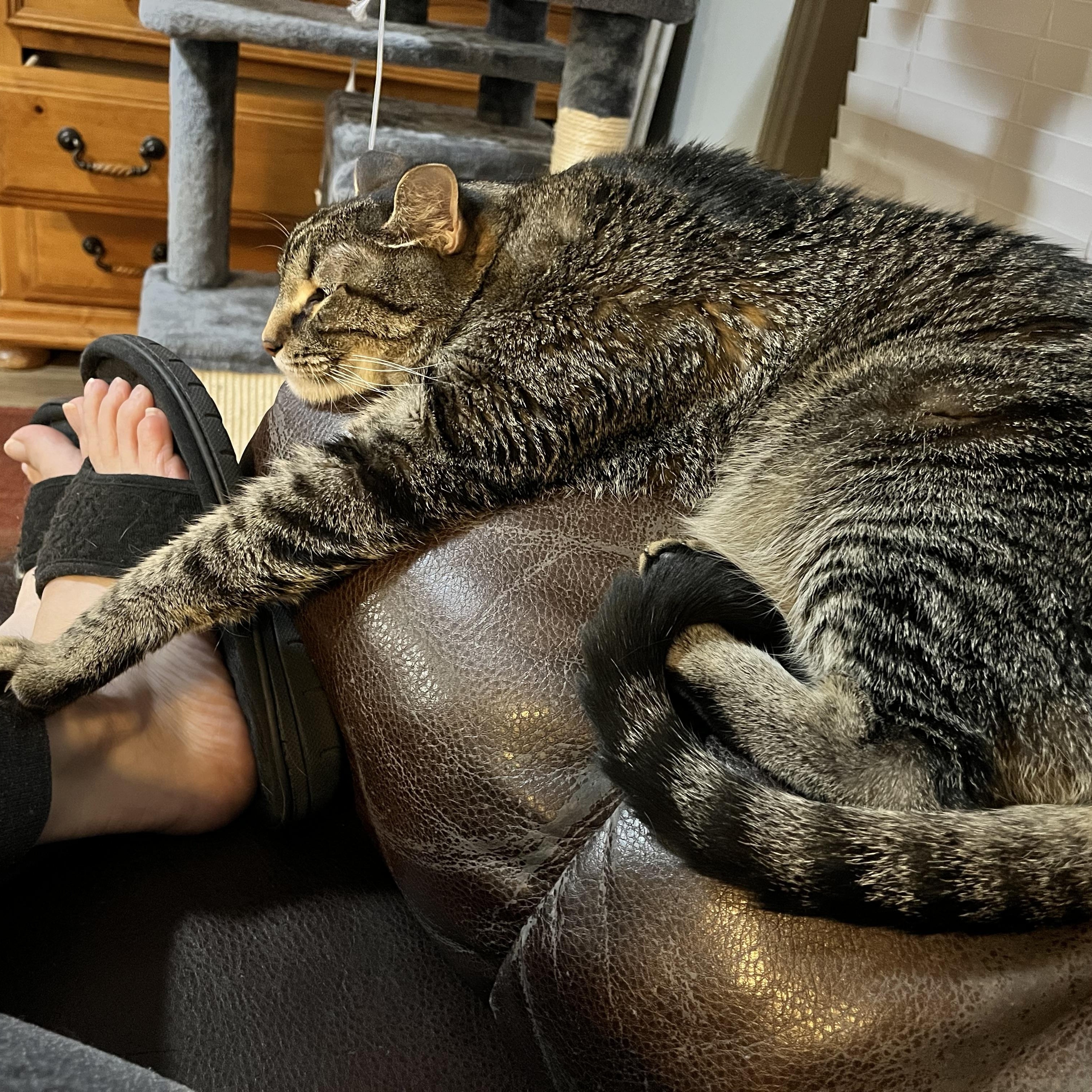 Enlarge Tommy & Timmy, a Adoptable mixed breed in Parker, TX image 6/6