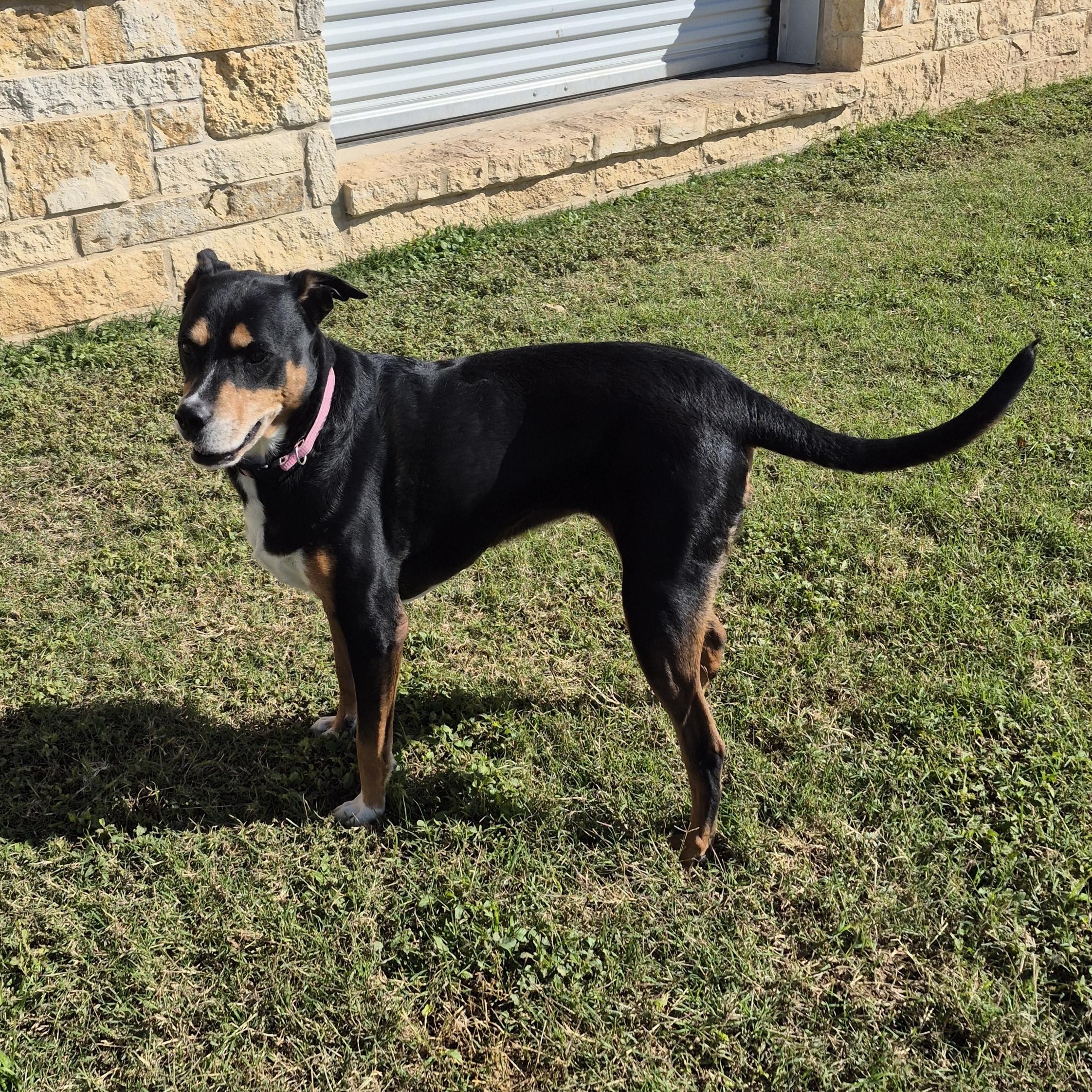 Enlarge Mistletoe, a ADOPTABLE Mixed Breed in Schertz, TX image 1/4