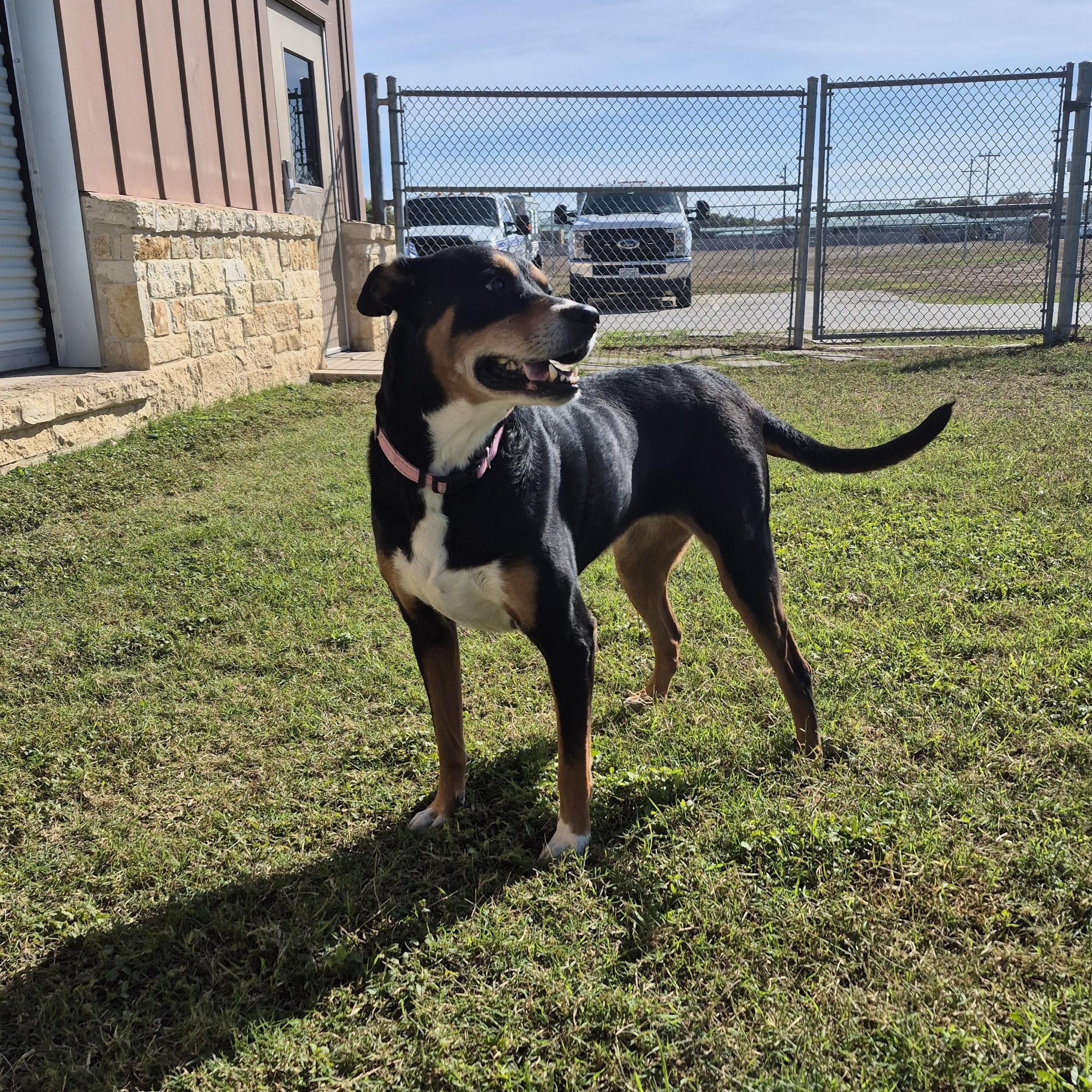 Enlarge Mistletoe, a ADOPTABLE Mixed Breed in Schertz, TX image 2/4