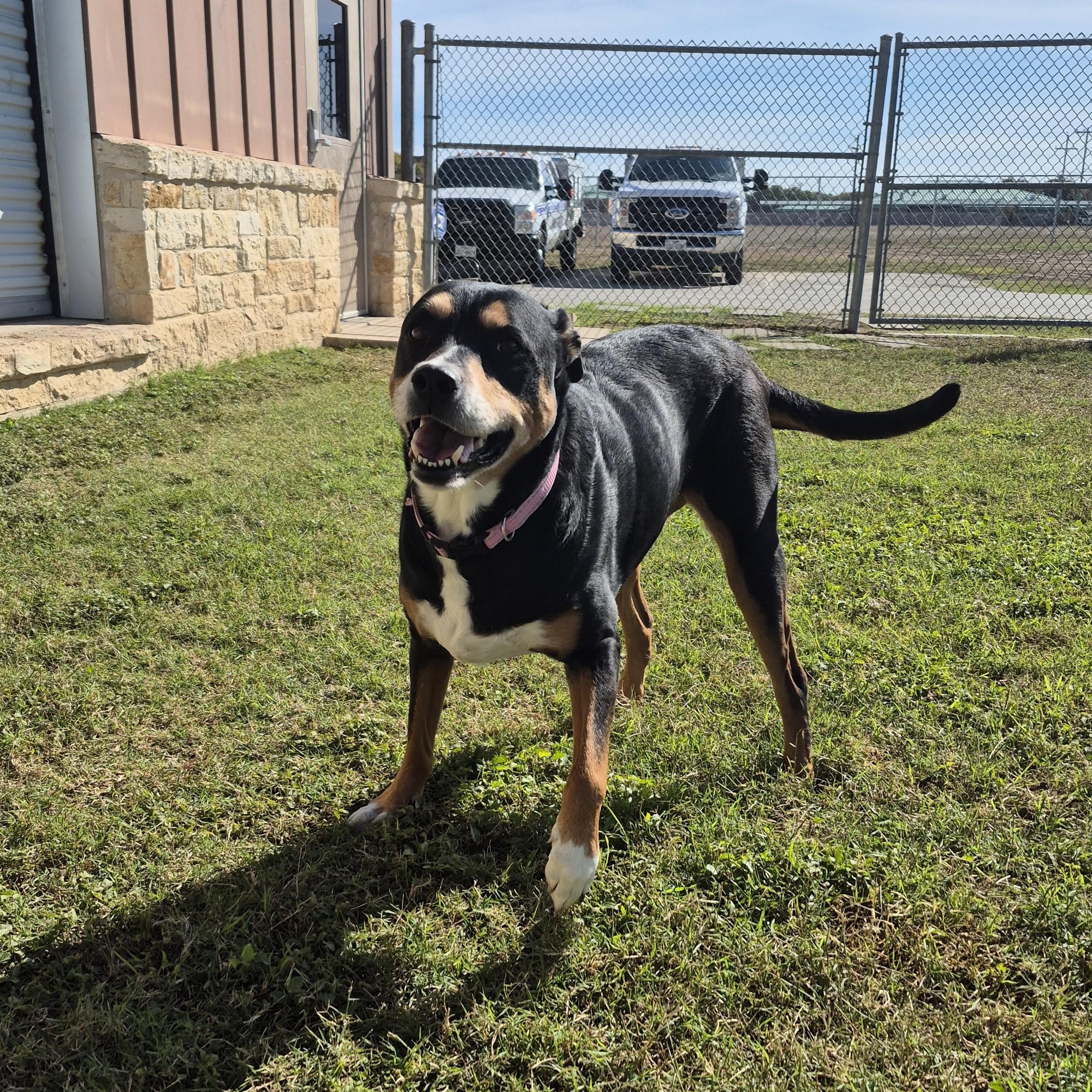 Enlarge Mistletoe, a ADOPTABLE Mixed Breed in Schertz, TX image 4/4