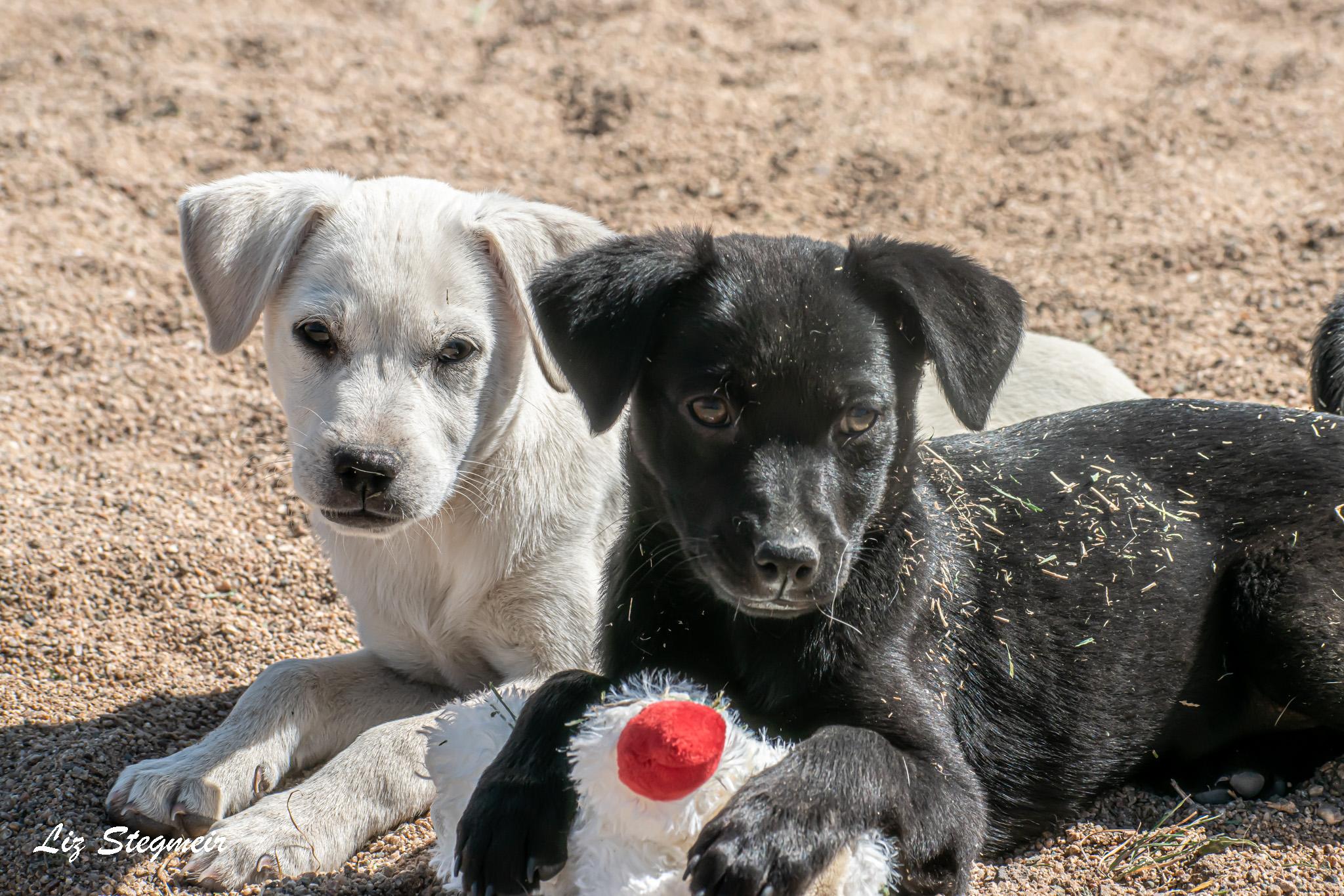 Enlarge Marshmallow, an adopted Mixed Breed in Mayer, AZ image 3/4