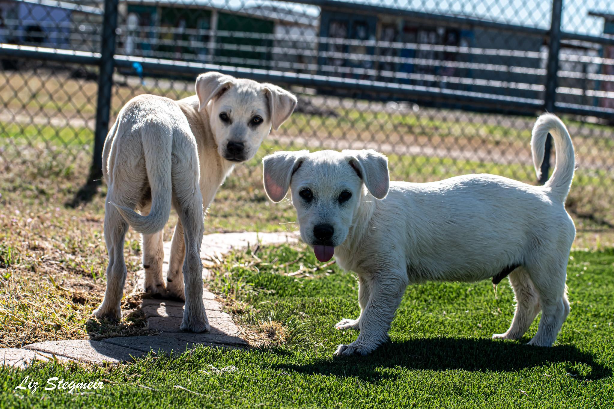 Enlarge Marshmallow, an adopted Mixed Breed in Mayer, AZ image 2/4