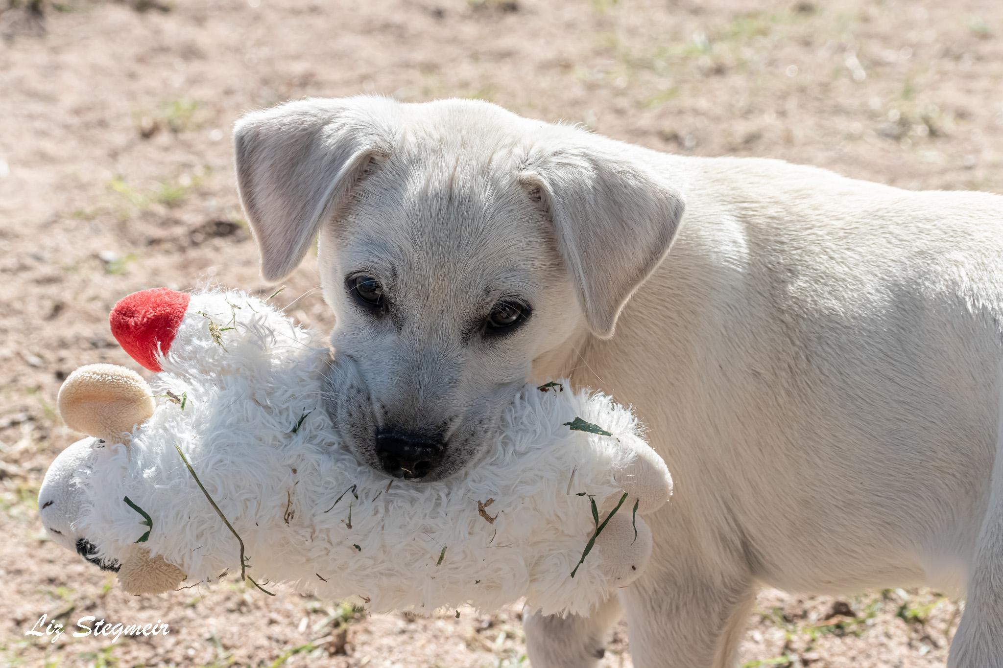 Marshmallow, ADOPTABLE, Puppy Female Mixed Breed.