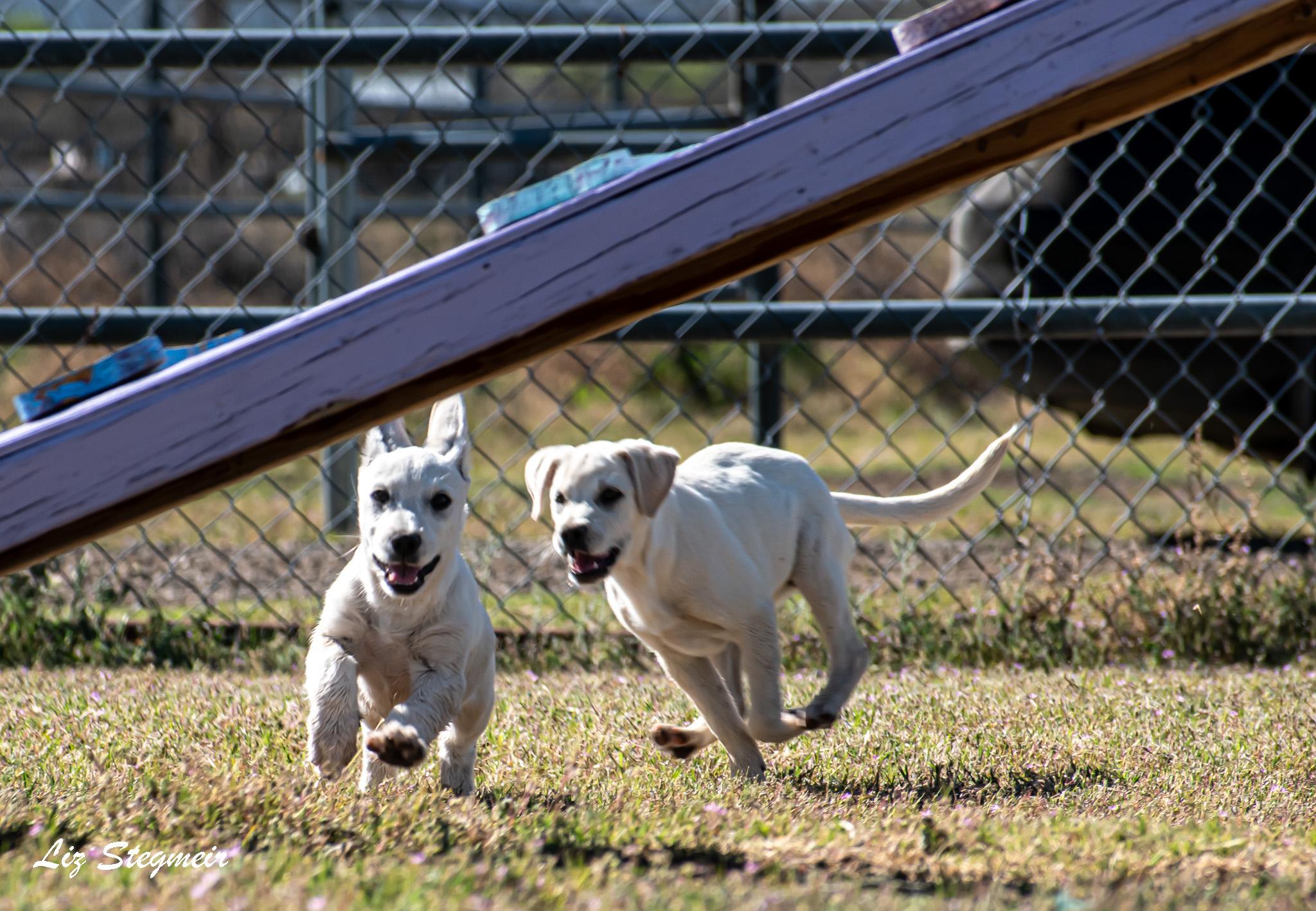 Enlarge Marshmallow, an adopted Mixed Breed in Mayer, AZ image 4/4