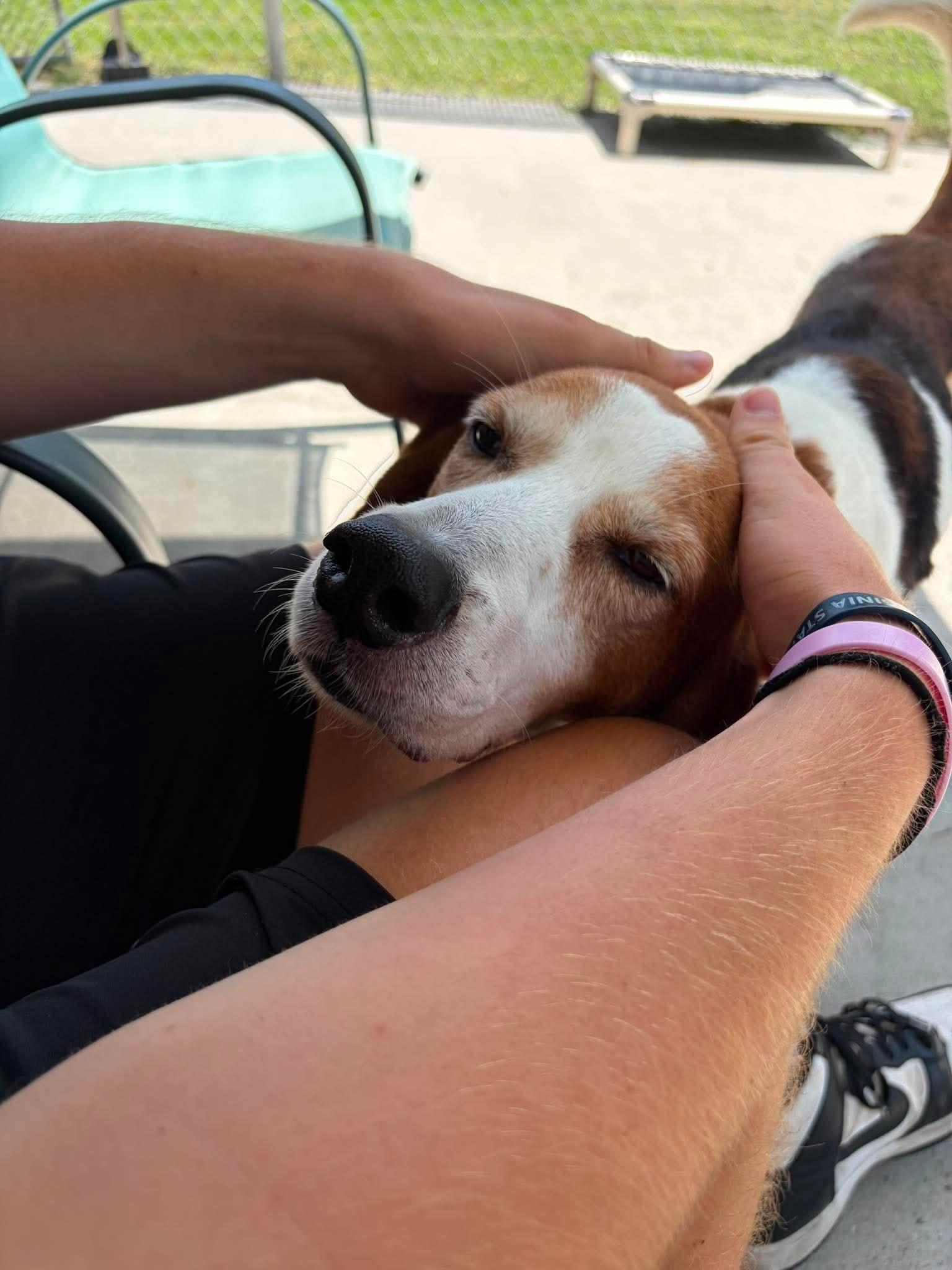 Sanford, ADOPTABLE, Adult Male Hound.