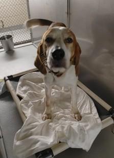 Sanford, a ADOPTABLE Hound in Ashland, VA image 2/2
