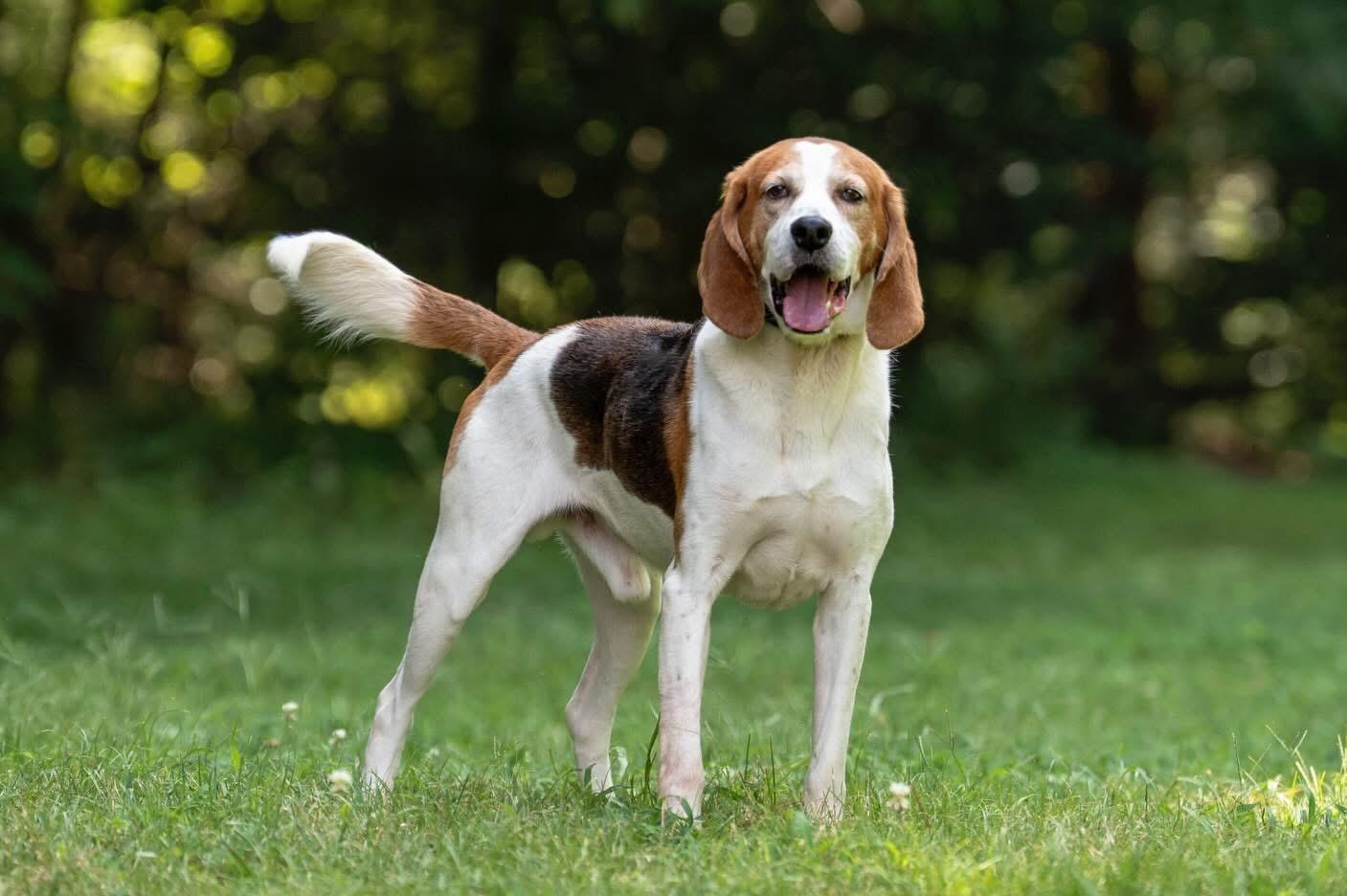 Sanford, a ADOPTABLE Hound in Ashland, VA image 4/6