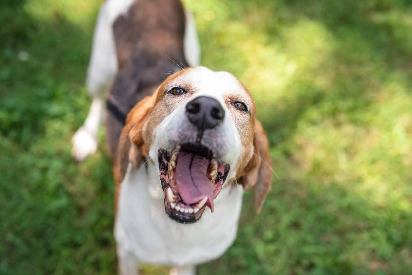 Sanford, ADOPTABLE, Senior Male Hound.