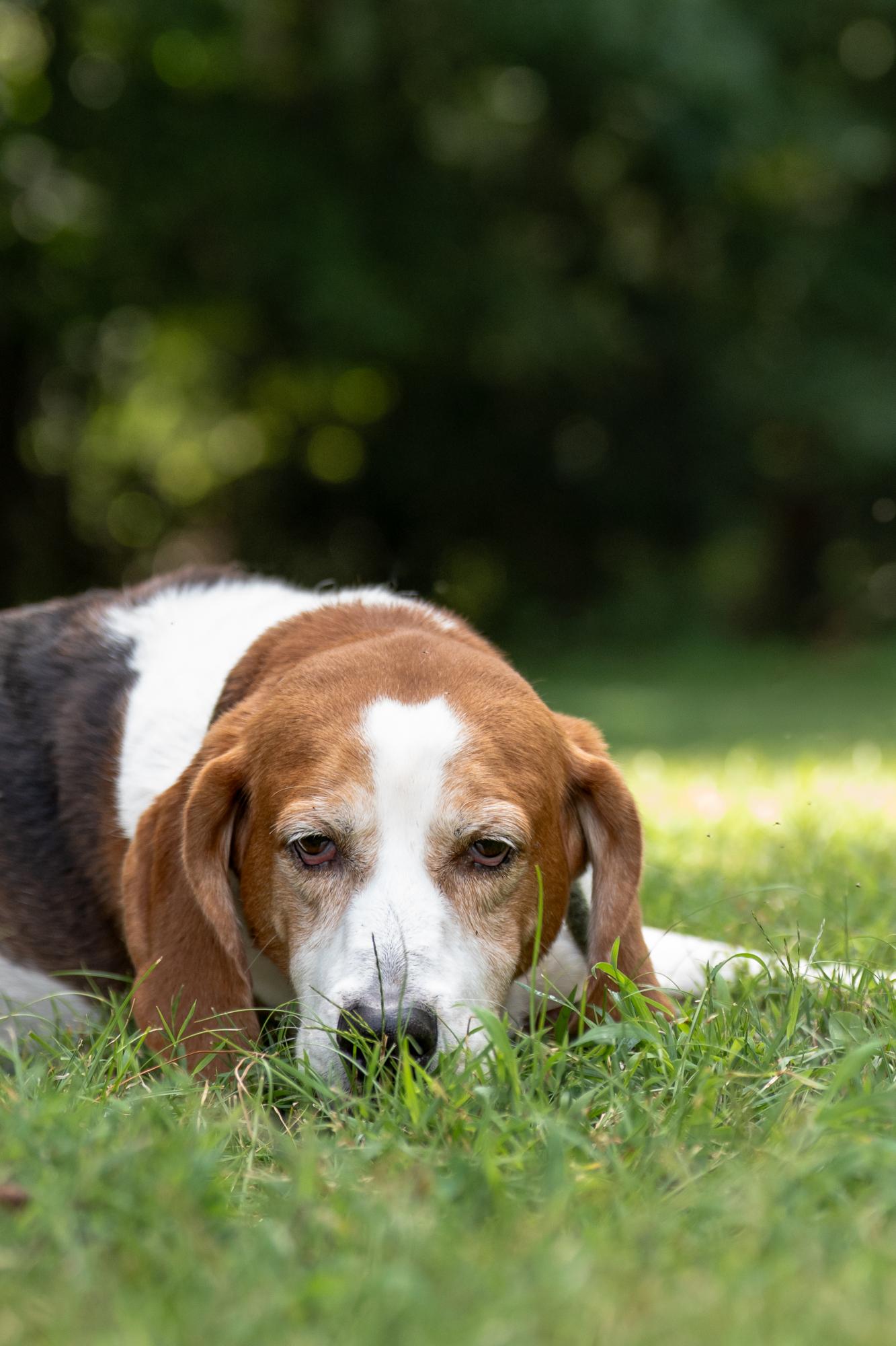 Sanford, a ADOPTABLE Hound in Ashland, VA image 6/6