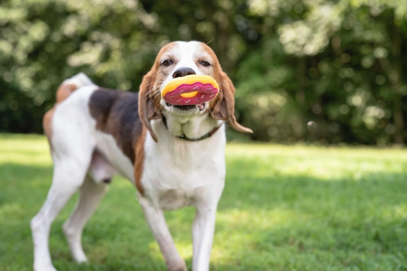 Sanford, a ADOPTABLE Hound in Ashland, VA image 2/6