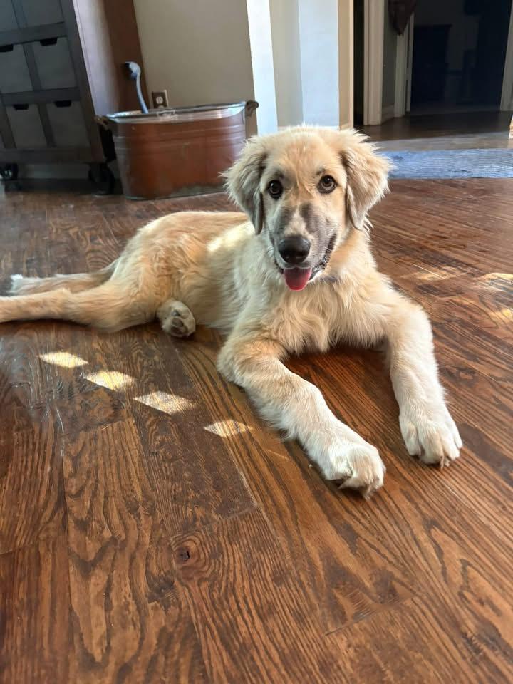 Enlarge Mcfly , an adopted mixed breed in Southlake, TX image 2/6