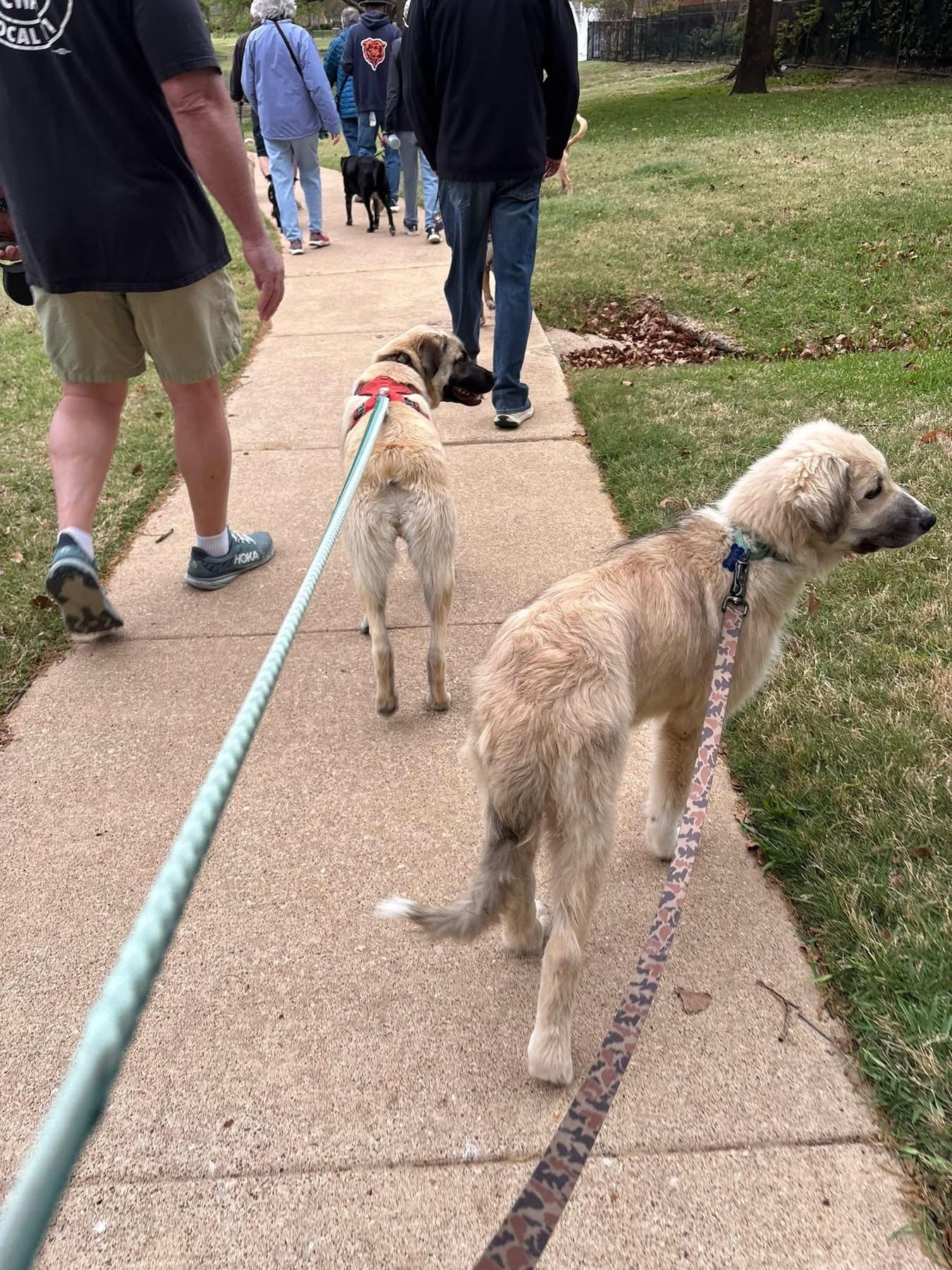 Enlarge Mcfly , an adopted mixed breed in Southlake, TX image 4/6