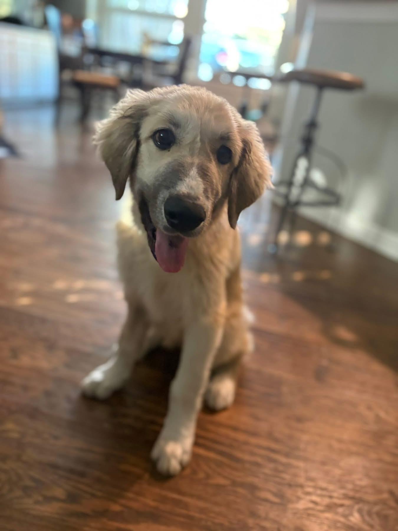 Enlarge Mcfly , an adopted mixed breed in Southlake, TX image 1/6