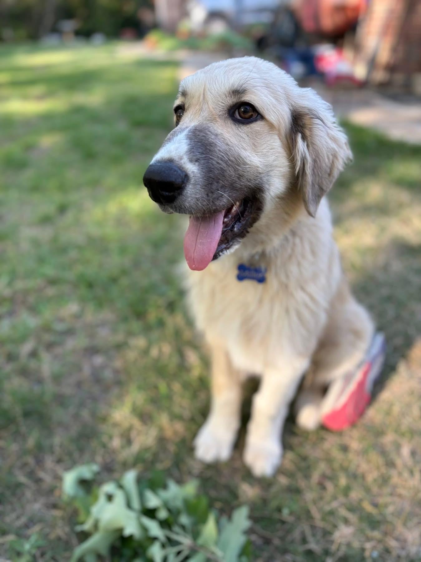 Enlarge Mcfly , an adopted mixed breed in Southlake, TX image 5/6