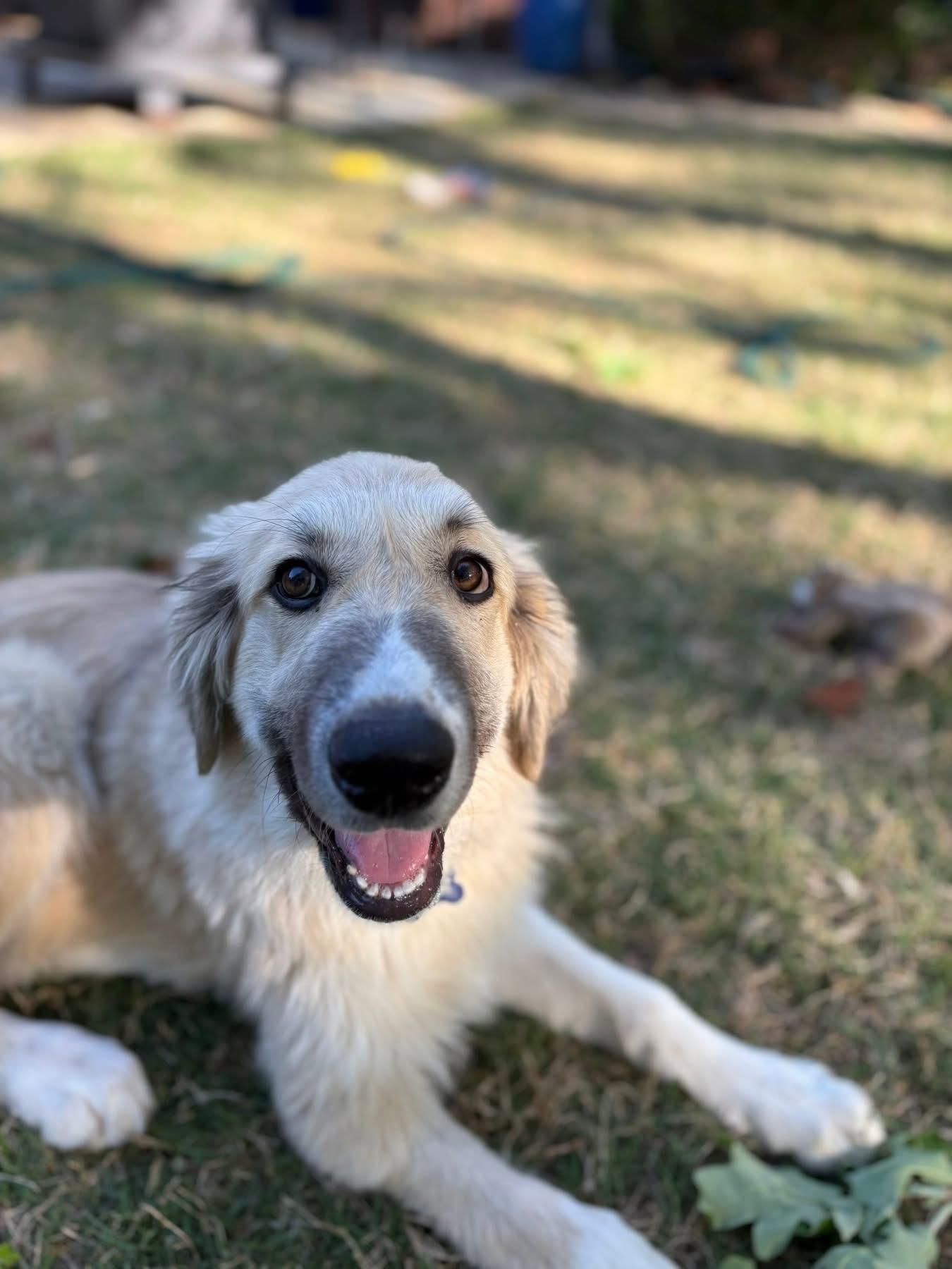 Enlarge Mcfly , an adopted mixed breed in Southlake, TX image 6/6