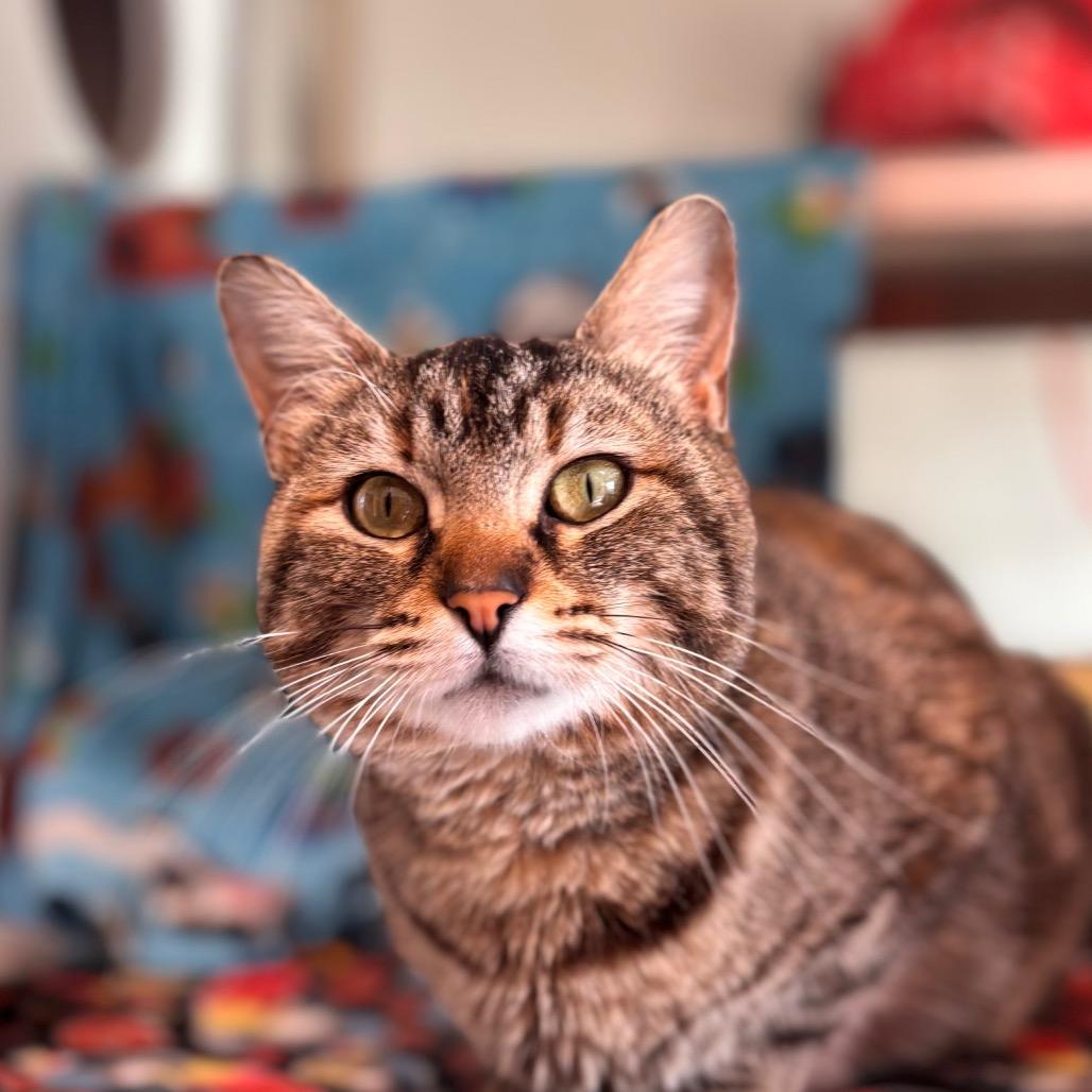 Parsley, Adoptable, Adult Female Domestic Short Hair.