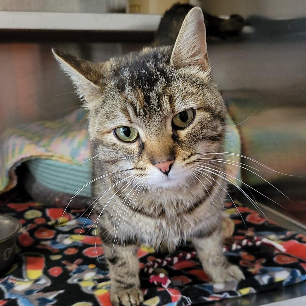 Parsley, Adoptable, Young Female Domestic Short Hair.