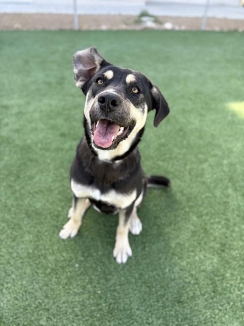 DAKINE, Adoptable, Young Female German Shepherd Dog.