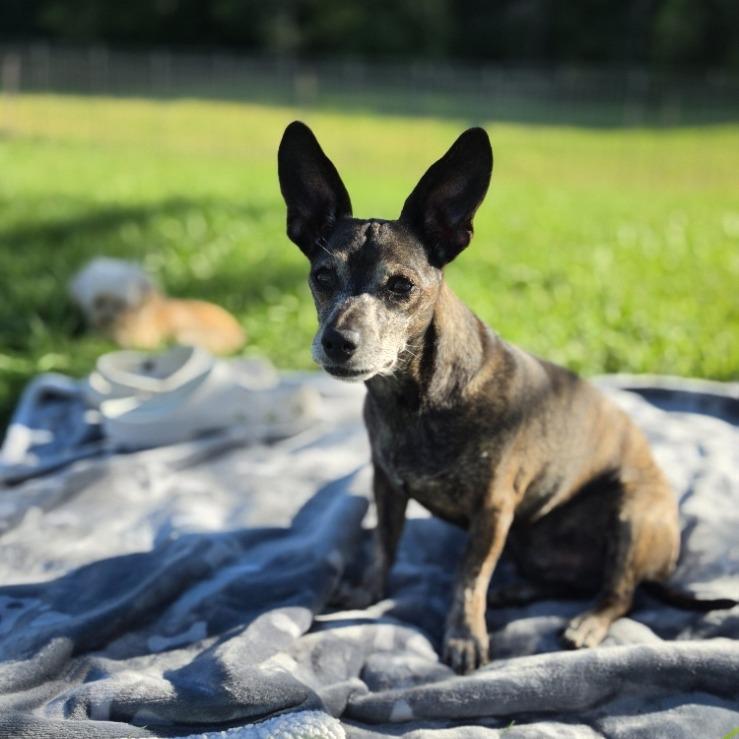 Nero, Adoptable, Senior Male Chihuahua & Mixed Breed.