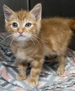 CA 125 General Cheeto, Adoptable, Kitten Male Domestic Short Hair.