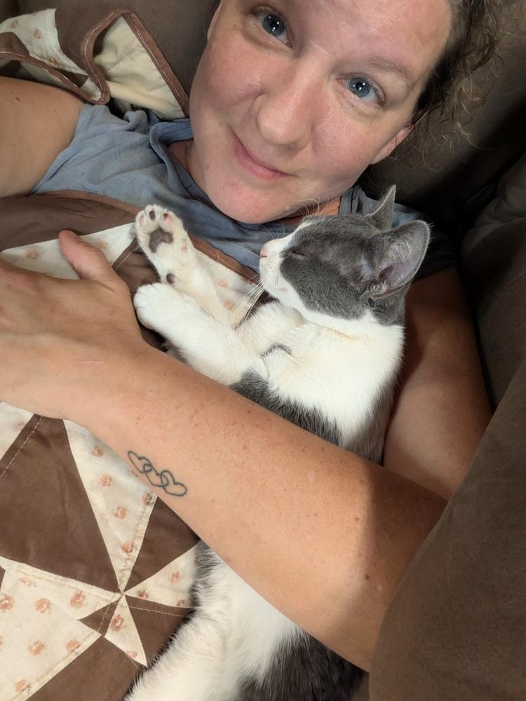 Jaspurr, Adoptable, Kitten Male Domestic Short Hair.