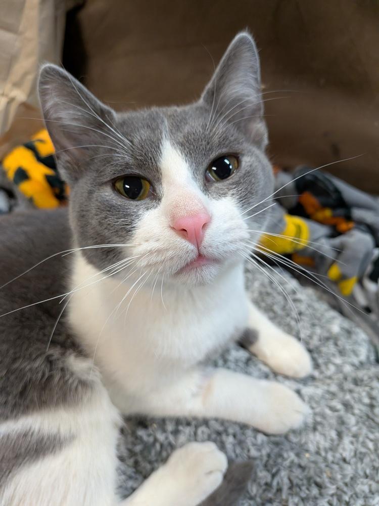 Enlarge Jaspurr, a Adoptable Domestic Short Hair in Clinton Township, MI image 2/6