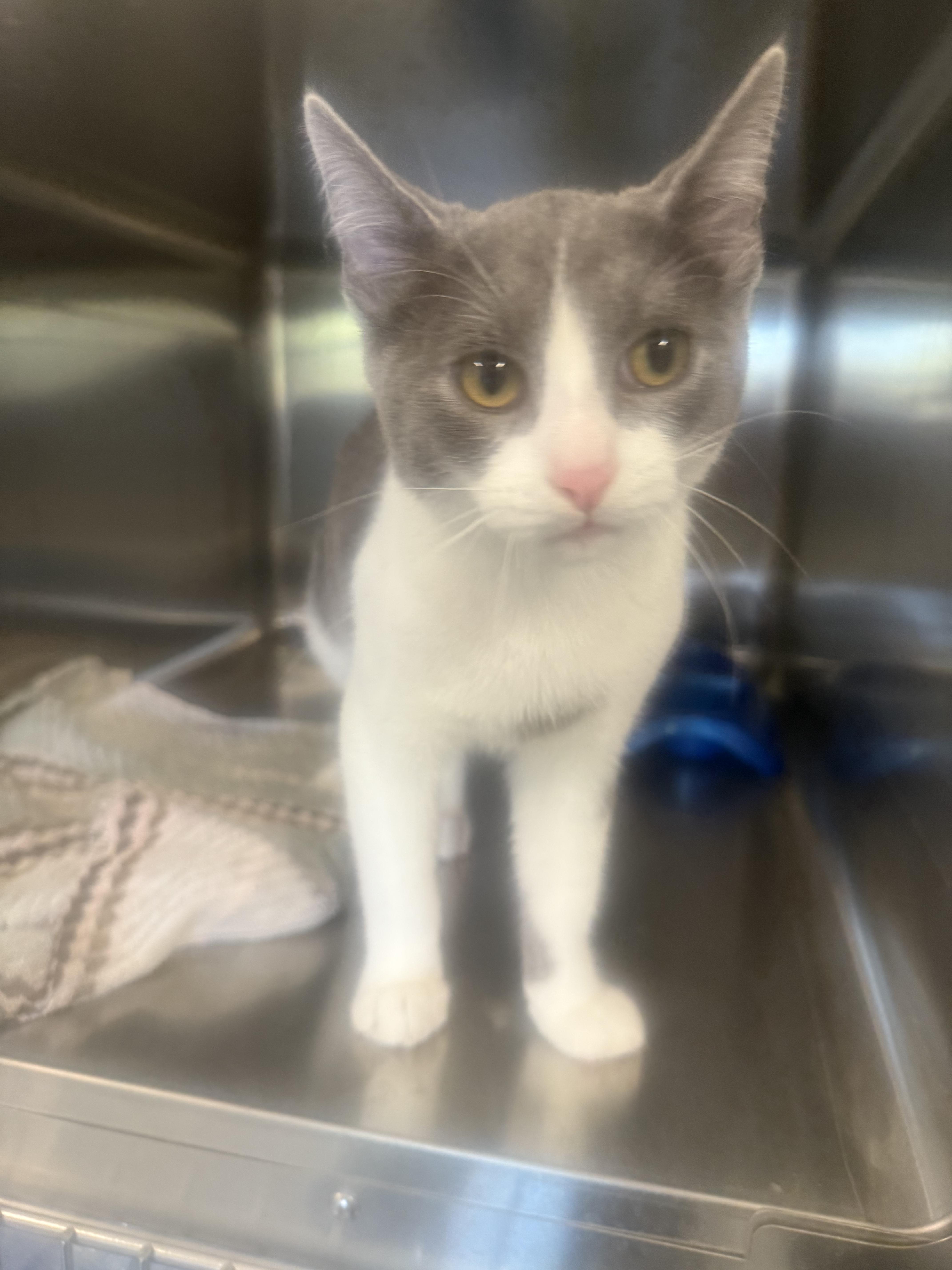 Enlarge Jaspurr, a Adoptable Domestic Short Hair in Clinton Township, MI image 4/6