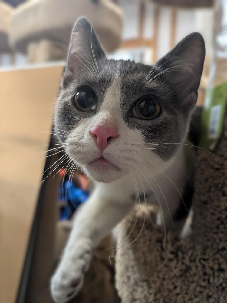 Enlarge Jaspurr, a Adoptable Domestic Short Hair in Clinton Township, MI image 5/6